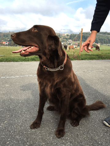 Stella frisch getrimmt - Sanibelbreeze Counting Stars 