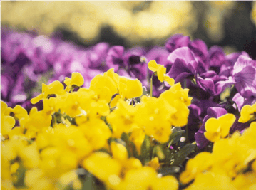 MIKI式ヒプノセラピー