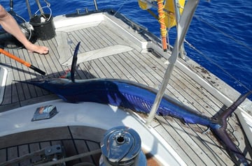 Sailfish, Ueberfahrt Capetown-Rio de Janeiro, Januar 2012