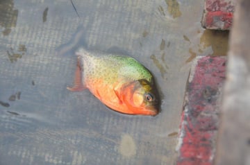 Piranha, Jumariver/Amazonien, September 2012