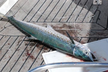 Queenfish, Archipel de Abrolhos/Brazil, August 2012
