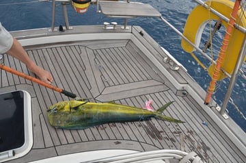 Dorada/Mahi Mahi, Nordostkueste Brazil, September 2012