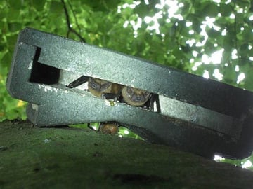 Blick von Unten in einen Fledermaus-Flachkasten, der von zwei Großen Abendseglern bewohnt wird.