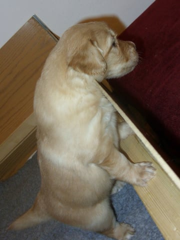 Antek heißt jetzt Merlin und hat als Erster raus, wie man aus der Kiste klettert! (Tag 28)