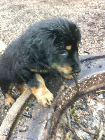 Bjarny will Feuerchen machen...