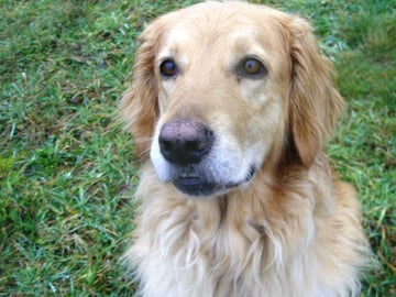 und sehnsüchtigem Vorsitz, (da muss doch was Leckeres möglich sein!)