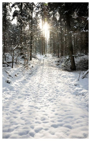 Winterwaldlicht | fotografiert 02-2013