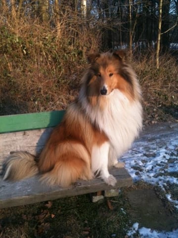 Sir Chandak of little Queensland , Besitzer Familie Wiechmann