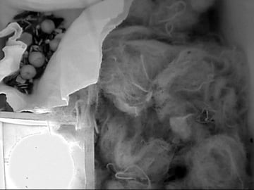 Unten links ist die Fluchtöffnung am Stamm