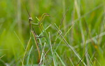 Mante religieuse    -     photo Alain Tessier