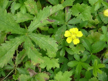 Kriechendes Fingerkraut (Potentilla reptans)
