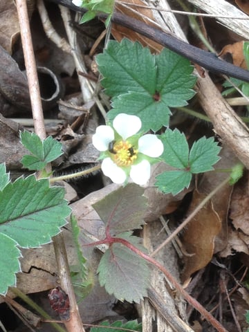 Erdbeer-Fingerkraut (Potentilla sterilis)