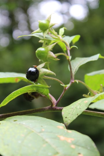 TOLLKIRSCHE (Atropa belladonna L.)