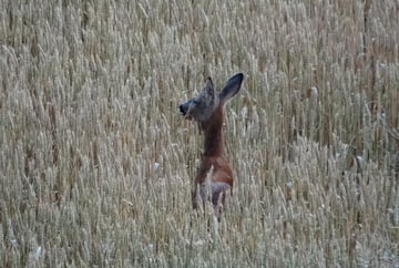Capreolus capreolus L.  (Wölflinswil, 5. Juli 2015)
