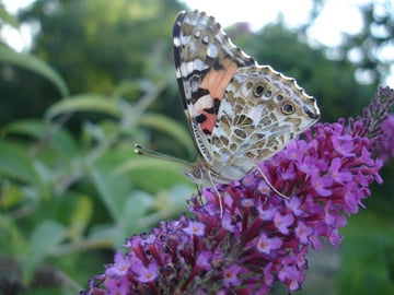 Vanessa cardui L.  (Wölflinswil, 16. Juli 09)