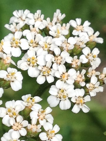 Achillea millefolium