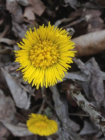 Tussilago farfara