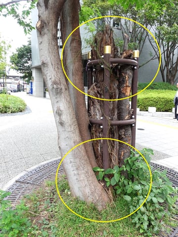 桜は枯れて支柱は残り（上）、エノキは大きく成長した(下）