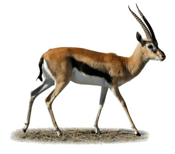 image gazelle transparent sur fond blanc détouré pour illustration site web devoir ecole college