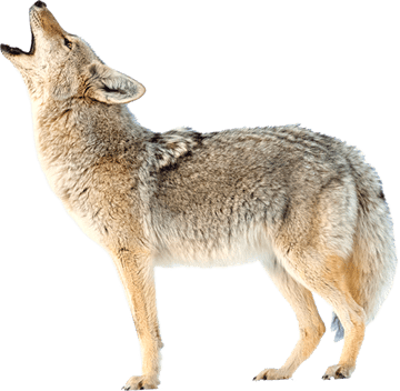 coyote image animaux transparent sur fond blanc pour site web illustration ecole montessori