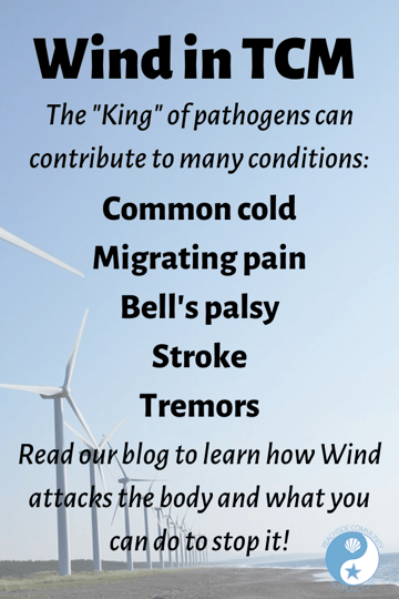 The Wind pathogen can contribute to the common cold, migrating pain, Bell's palsy, stroke and tremors - read more on the Beachside blog!