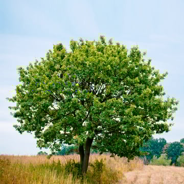 Shiatsutherapeutin Region Thun Bern