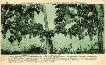 baco, françois, peyrehorade, orthe, landes, aquitaine, dax, adour, belus, labatut, greffe, greffon, phylloxera, armagnac, vignoble, instituteur, hybride, hybridation, viticulture, hudson