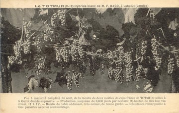 baco, françois, peyrehorade, orthe, landes, aquitaine, dax, adour, belus, labatut, greffe, greffon, phylloxera, armagnac, vignoble, instituteur, hybride, hybridation, viticulture, hudson