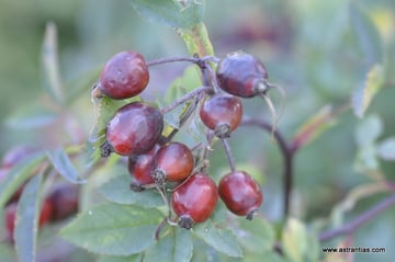 Rosa glauca ssp. gutensteinensis - Gutensteiner Rose - Rosier de Gutenstein - Rosa di Gutenstein - Wildrosen - Wildsträucher - Heckensträucher - Artenvielfalt - Ökologie - Biodiversität - Wildrose