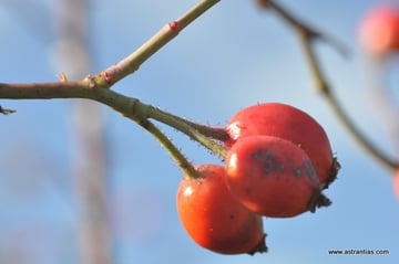 Rosa tomentosa - Filz-Rose - Rosier tomenteux - Rosa tomentosa - Wildrosen - Wildsträucher - Heckensträucher - Artenvielfalt - Ökologie - Biodiversität - Wildrose