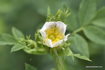 Rosa laxa - Rosa soongarica - Rosa gebleriana - Déséglises Buschrose - Rosier laxa - Rosa laxa - Wildrosen - Wildsträucher - Heckensträucher - Artenvielfalt - Ökologie - Biodiversität - Wildrose