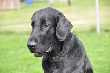 Chasko Prince of Hearts