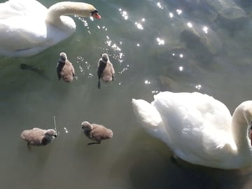 Wünsche die die Seele trösten