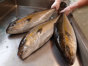 出前館　宅配寿司　千代田区