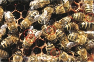 Milben auf den Bienen