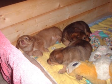 verwaiste Welpen 3 Wochen jung