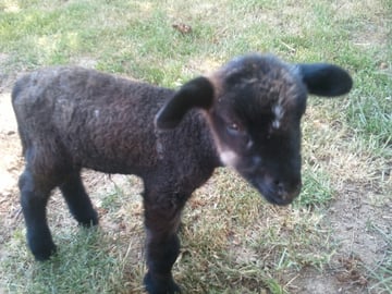 Louighi, Mario und Amelie