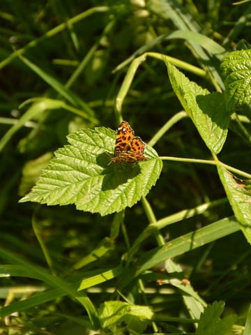 Ein orange-brauner Schmetterling sitzt auf einem grünen Brombeerblatt zwischen hohen Gräsern