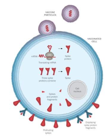 Fonctionnement du vaccin BioNTech