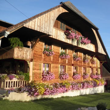 Chodenländerzucht, Belted-Galloway, Gebirgspferde Kanton Bern