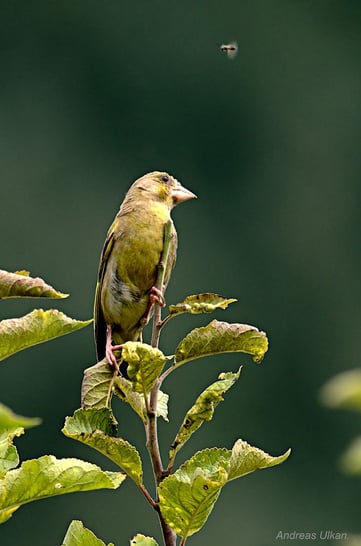 Futter im Anflug? | Grünfink | fotografiert 07-2021