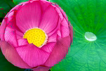 熟香®︎ロータス