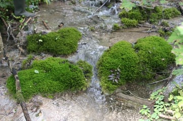 Tuffbildendes Moos - Cratoneuron commutatum, Foto: Sabine Tappertzhofen