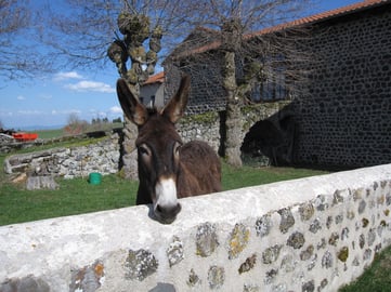 Photo d'un âne dans l'enclos du Gite de L'Escole