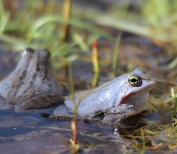 Foto: Moorfrosch, Pixabay