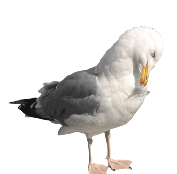 Image animaux detourée transparent sur fond blanc goeland argente png