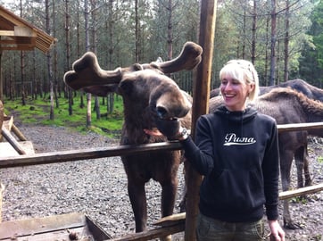 Elchpark in Schweden, Elch füttern