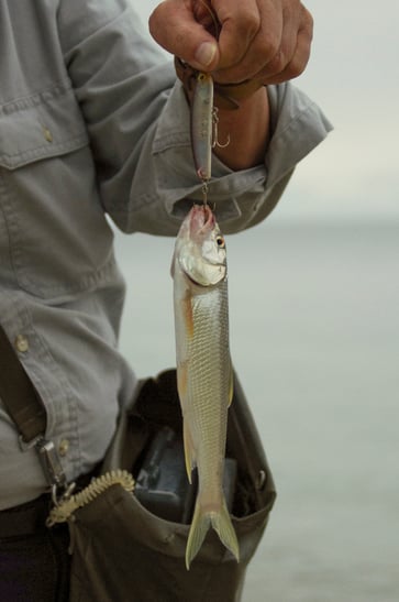 ついこないだ釣れたハス。釣った人はやっぱりナイショ!