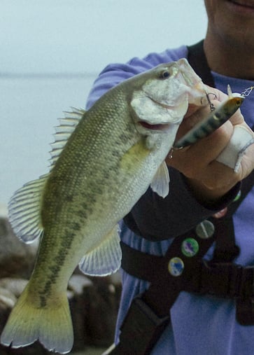 ついこないだ釣れたバス。釣った人はナイショ