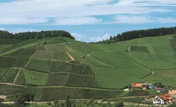 Durbacher Plauelrain  - Copyright by Weingut Andreas Laible.